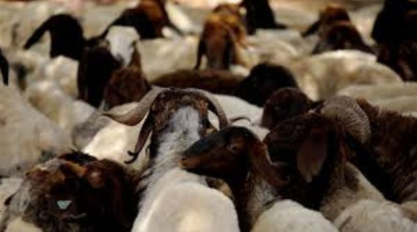 Harga Sapi dan Kambing Kurban di Bandung Raya Jelang Idul Adha 2025
