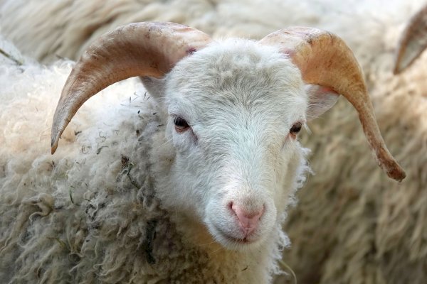 Mana yang Harus di Dahulukan Kurban atau Aqiqah ?