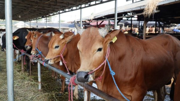 Jumlah Pekurban 2025 Turun: Ekonomi Melemah, Lebih Rendah dari Masa Pandemi