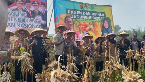 Dukung Swasembada Pangan, Pemerintah, TNI, dan Polresta Gelar Panen Raya Jagung di Arjasari Bandung