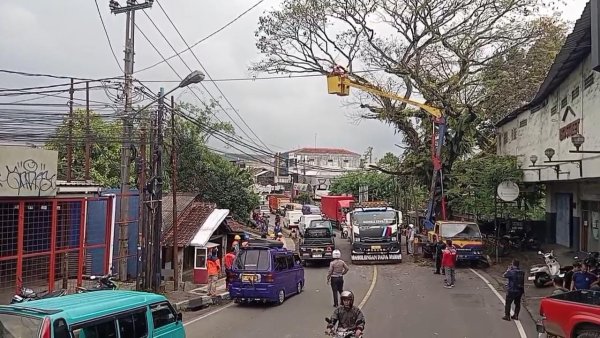 Pohon Rawan Tumbang di Cibadak Sukabumi Dipangkas