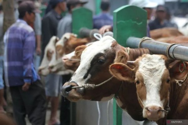 Pemkot Bandung Kerahkan 175 Petugas Pemeriksa Hewan Kurban Menjelang Idul Adha 1446 Hijriah