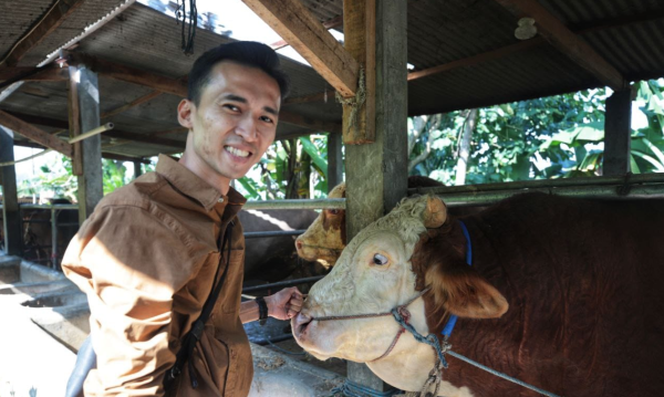 Lima Kali Berturut-turut, Sapi Bandung Kembali Jadi Kurban Presiden