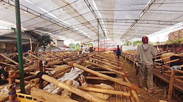 Jelang Idul Qurban, Penjualan Hewan Lesu