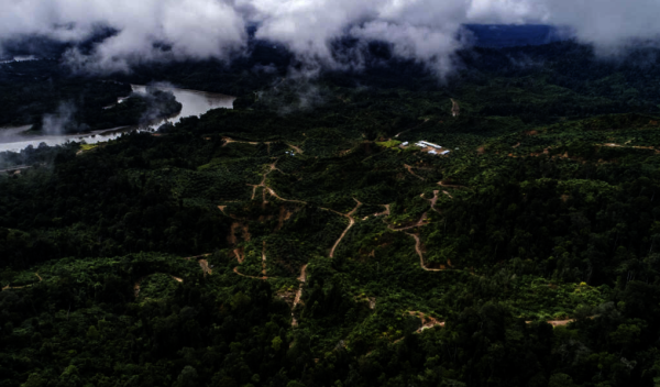 Forest Watch Indonesia: Indonesia Gagal Hentikan Deforestasi dan Capai Target FoLU