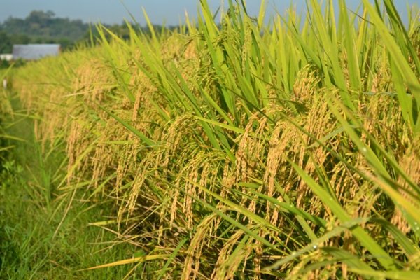 Capaian Positif Sektor Pertanian, Jatim Siap Wujudkan Ketahanan Pangan Nasional