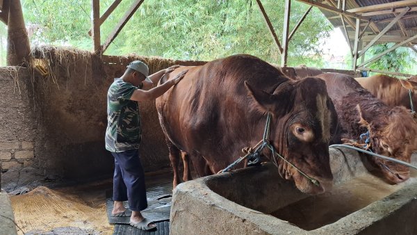 Melihat Sapi Kurban Presiden Prabowo yang Dibeli dari Peternak Sukabumi