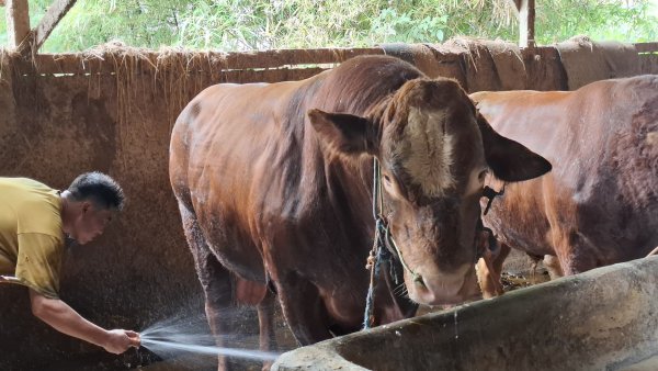Sapi Kurban Presiden Prabowo di Sukabumi Dimandikan 2 Kali Sehari, Masuk Kandang Harus Steril