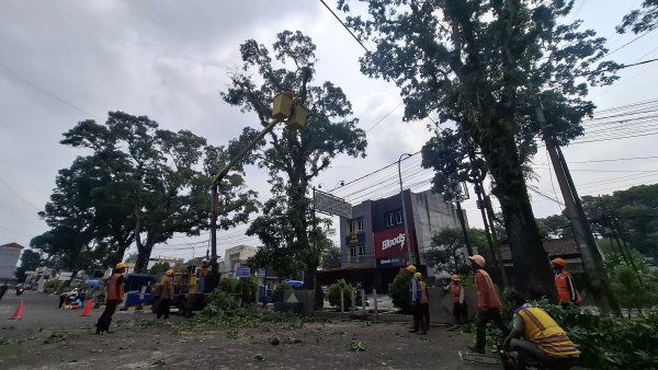 Pohon Rawan Tumbang di Ruas Jalan Arteri Sukabumi-Bogor Ditebang