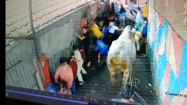 Sapi Lepas dan Seruduk Warga Saat Penyembelihan di Bandung, Tiga Orang Terluka
