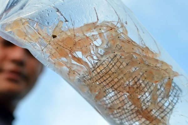 Polresta Bandara Soetta Ungkap Penyelundupan 710 Ribu Benih Lobster