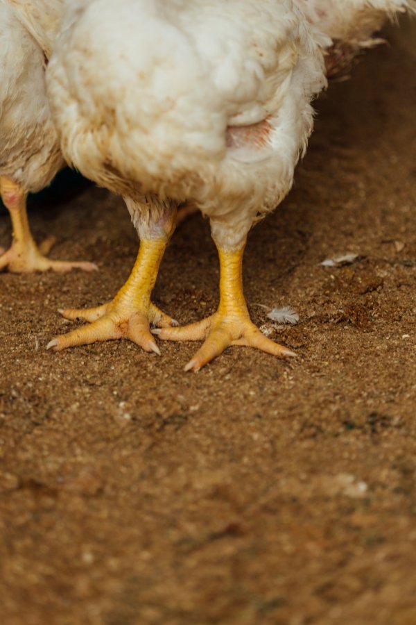 Warga Lembang Temukan Tumpukan Karung Bangkai Ayam di Lahan Kosong