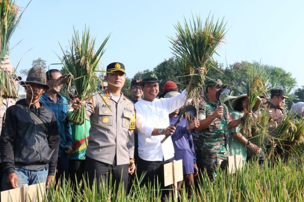 Panen Raya di Dayeuhkolot, Bupati Bandung Tegaskan Komitmen Swasembada Pangan