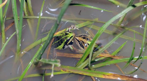 Studi NYU Abu Dhabi Ungkap Peran Warna dalam Mendorong Evolusi pada Katak