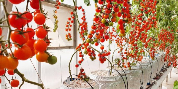 Solusi Berkebun di Lahan Sempit, 10 Tanaman Hidroponik Ini Bisa Jadi Pilihan