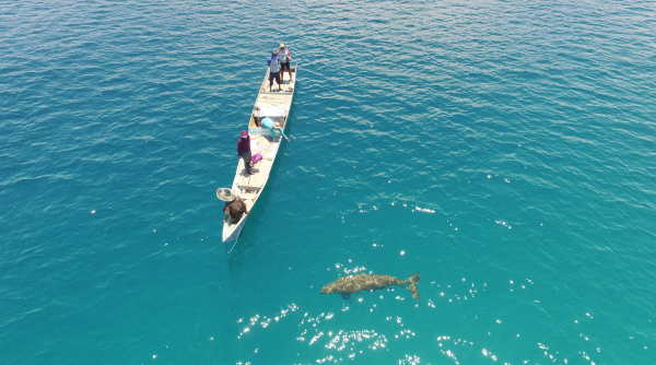 Pertama Kali Terekam, Bayi Dugong di Pantai Mali, Alor, NTT