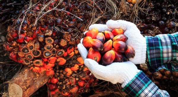 Harga TBS Kelapa Sawit di Riau Turun jadi Rp3.626.91/kg