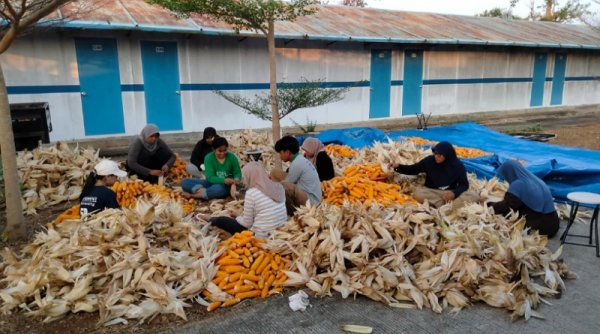 PLN Sulap Limbah Jagung Jadi Listrik