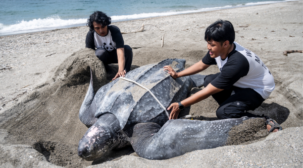 Perairan Pulau Buru Jadi Kawasan Konservasi Baru, Demi Jaga Habitat Penyu Belimbing