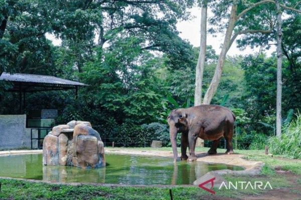 Di Tengah Kepadatan Kota, Pemkot Bandung Tegaskan Kebun Binatang Tak Beralih Fungsi