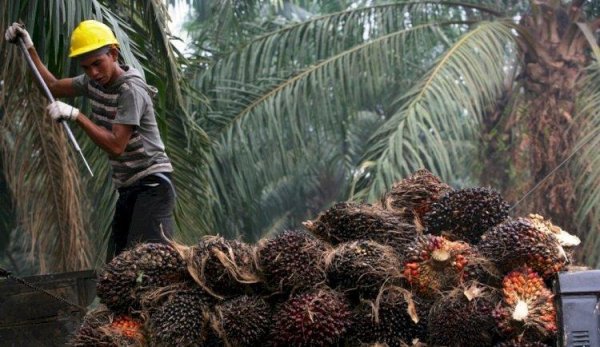Ini Daftar 10 Provinsi dengan Lahan Kelapa Sawit Terbesar di Indonesia