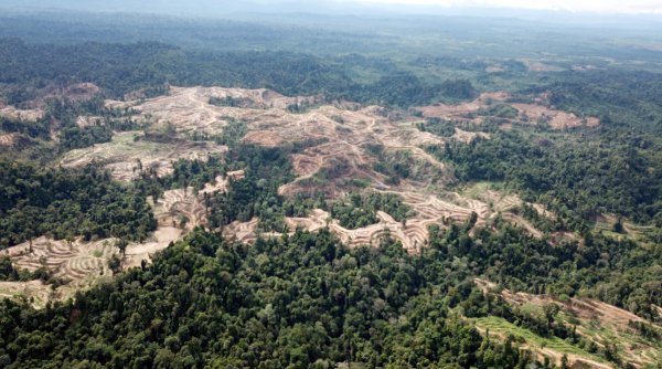Perusahaan Merek Dunia Gagal Hentikan Deforestasi & Pelanggaran HAM di 2025