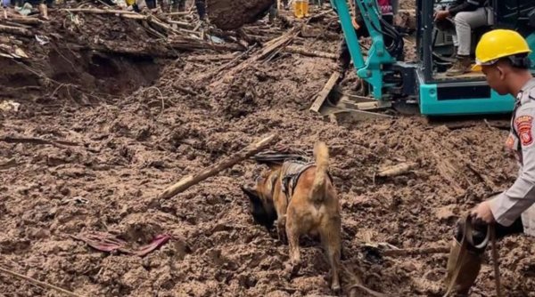 Anjing Pelacak K9 Polda Jabar Diterjunkan untuk Bantu Pencarian Korban Longsor di Cisarua KBB