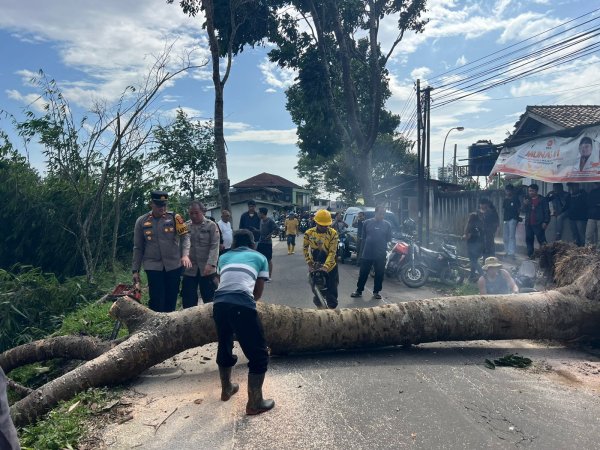 Pohon Tumbang di Sukabumi Timpa Motor, Jalan Situgunung Sempat Tertutup