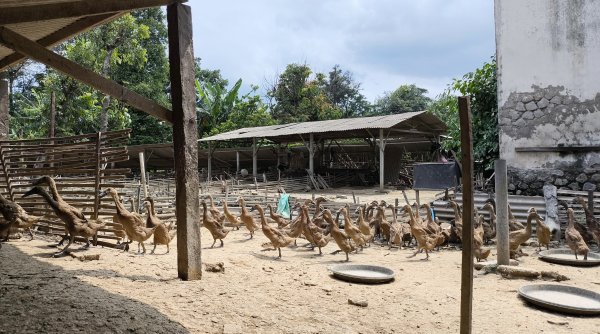 Kajian ASPI: Sistem Kandang Tingkatkan Kesejahteraan Itik & Mutu Telur