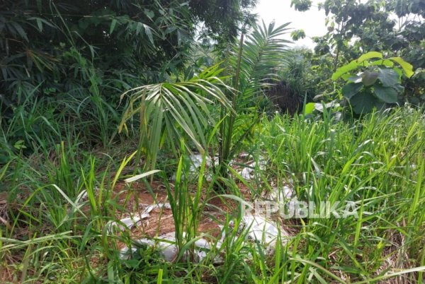 Sawit Masuk Jawa Barat, DPRD Nilai Ancaman Tata Ruang dan Lingkungan Menguat