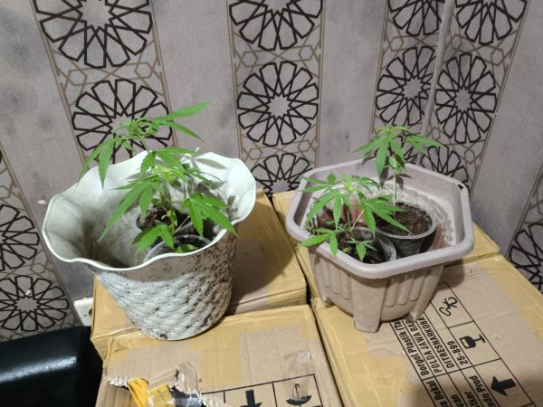 Polisi Tangkap 4 Pelaku Kasus Narkotika di Sukabumi, Sabu dan Ganja yang Ditanam di Gelas Plastik Disita