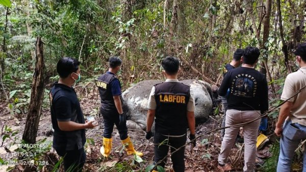 Ditembak dan Gading Hilang, Kematian Gajah Sumatera di Riau Jadi Ujian Serius Penegakan Hukum Lingkungan