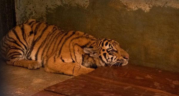 Anak Harimau Bandung Zoo Mati Akibat Virus