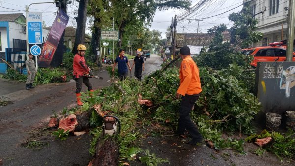 Pohon Tumbang Timpa Sebuah Motor di Cikembar Sukabumi
