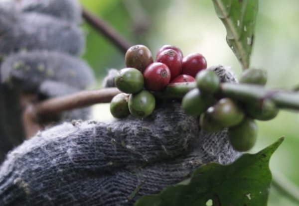 Melihat Ekosistem Kopi Berkelanjutan Tumbuh di Lereng Gunung Salak Sukabumi