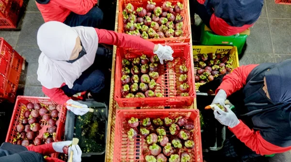 Buah RI Tembus 25 Negara, Petani Panen Pasar Dunia