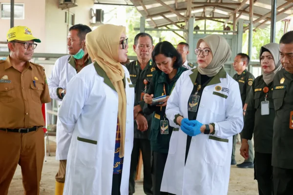 Di Balik Karantina, Perjalanan Sapi Menuju Iduladha