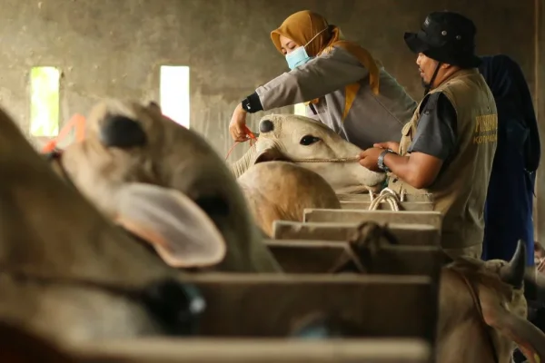 Sapi Kurban Presiden Diharap Perkuat Kepedulian Warga