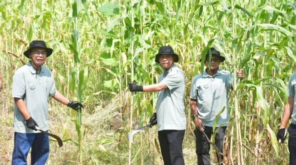 Pemkab Sukabumi Dorong Petani Terlibat dalam Rantai Pasok Biomassa Sorgum