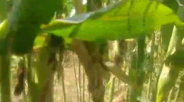Hama Tikus Gerogoti Harapan Panen Petani di Gumukmas