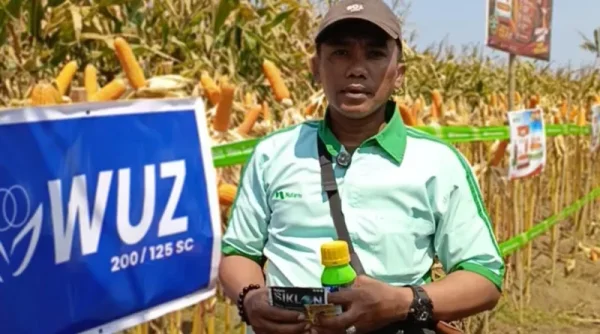 Demplot PT Nufarm Buktikan Efektivitas Teknologi Perlindungan Jagung, Hama FAW Terkendali dan Tongkol Terisi Penuh
