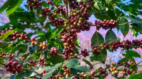 Harga Kopi Jember Naik Turun Selama Musim Panen 2026