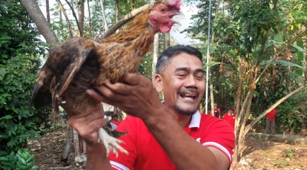 Unik! Warga Cibodas Sukabumi Meriahkan HUT RI dengan Lomba Tangkap Ayam